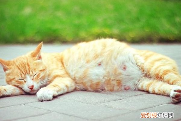 猫生产前几天有什么症状，猫生产前的几天征兆
