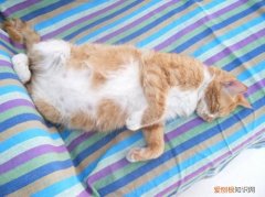 猫生产前几天有什么症状，猫生产前的几天征兆