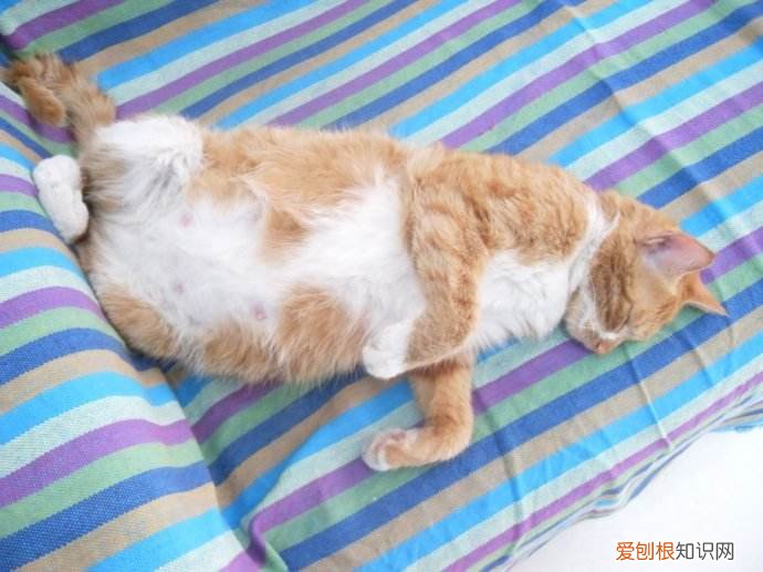 猫生产前几天有什么症状，猫生产前的几天征兆