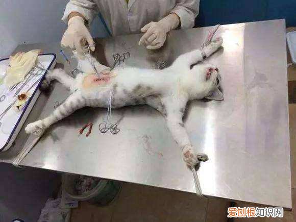 公猫一直关在家不做绝育行吗