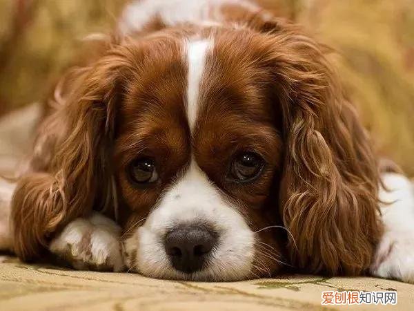 狗狗叫声大揭秘！让你成为狗语专家！，狗叫声语言表达