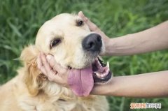 狗狗叫声大揭秘！让你成为狗语专家！，狗叫声语言表达