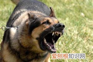 狗狗叫声大揭秘！让你成为狗语专家！，狗叫声语言表达