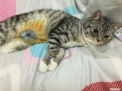 母猫生产后多久可以绝育，母猫生产后多久可以绝育了