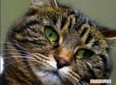小猫什么不能吃的东西 小猫有什么不能吃