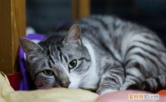 美短虎斑可以配什么猫 美短虎斑猫不能吃什么