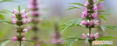 益母草什么功效与作用 益母草的作用及功效有哪些