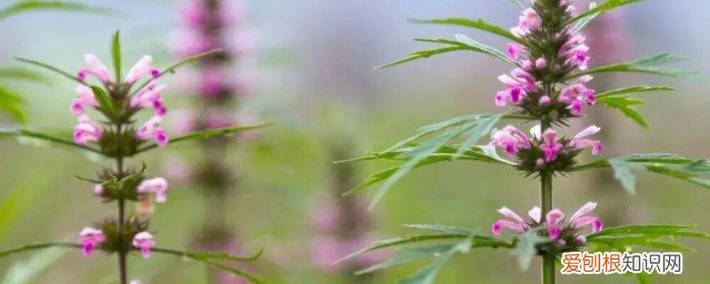 益母草什么功效与作用 益母草的作用及功效有哪些