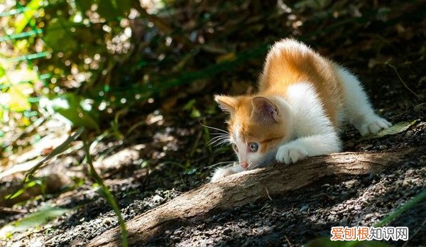 猫为何突然在床上拉屎 猫为什么突然在床拉屎
