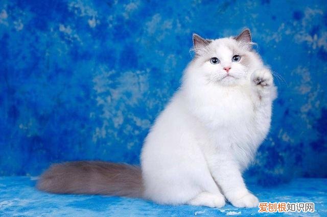猫夏天绝育伤口容易发炎吗，猫夏天绝育伤口容易发炎吗