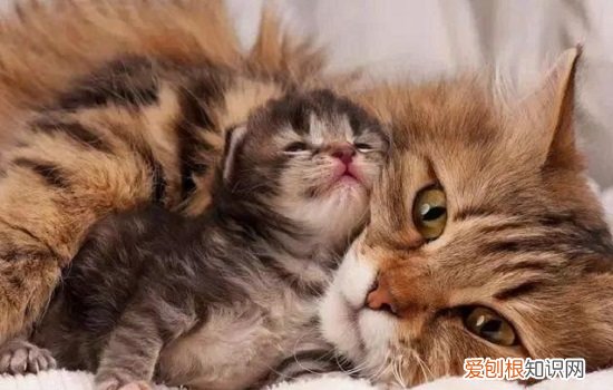 第一次生小猫怎么接生，第一次生小猫怎么接生呢