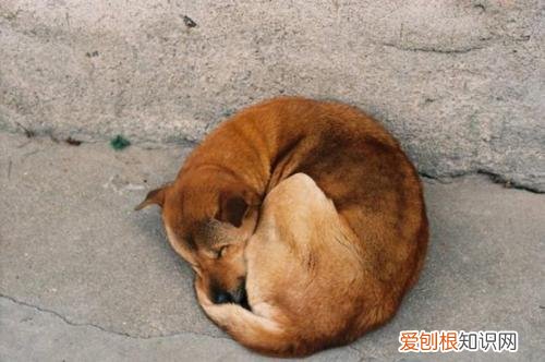 缺乏安全感的狗狗，一般都有这些现象！，狗狗会缺乏安全感吗