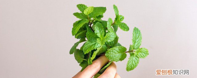 薄荷泡水怎么泡出清凉味的 薄荷泡水怎么泡出清凉味
