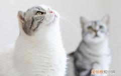 猫咪生产后不吃东西，猫咪生产后不吃东西怎么办