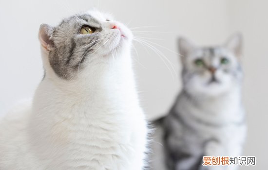 猫咪生产后不吃东西，猫咪生产后不吃东西怎么办