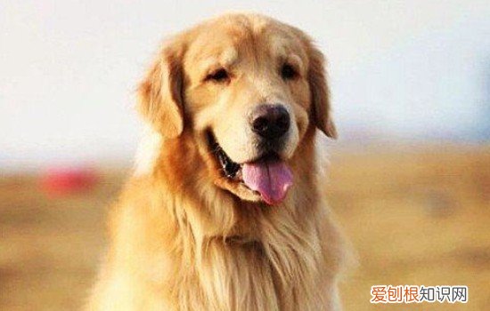 金毛发情是什么情况 公金毛发情有什么办法