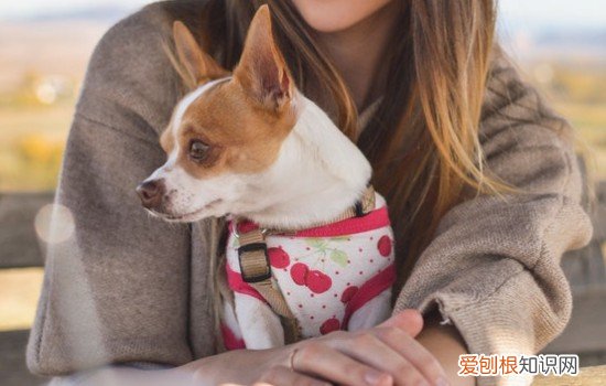 狗肚子越来越大是什么病 狗肚子大是什么原因造成的