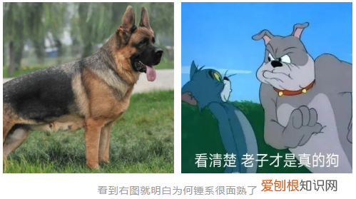 震惊！考不上公务员的小狗，是要被卖掉的！，小狗哥公务员