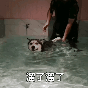 震惊！考不上公务员的小狗，是要被卖掉的！，小狗哥公务员