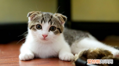 猫咪洗完澡不吹可以，猫咪洗澡感冒了吃什么药
