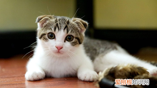 猫咪洗完澡不吹可以,猫咪洗澡感冒了吃什么药