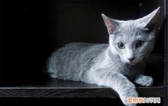 怎么判断母猫己生产完毕，如何判断母猫马上生产