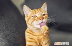 怎么判断母猫已经生完了，怎么判断母猫生完了吃什么