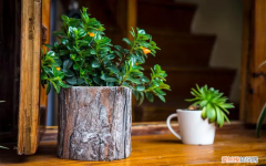 盆栽植物秋季施肥从什么时候开始 花卉秋季施什么肥