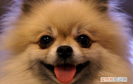 2个月的博美怎么训练大小便，怎么教博美大小便