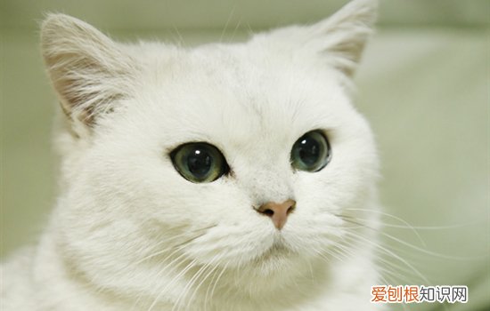 英短猫几个月算成年 英短猫几个月成年