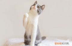母猫绝育后要一直有人陪嘛，母猫绝育后多久能恢复,绝育后需要人陪着吗