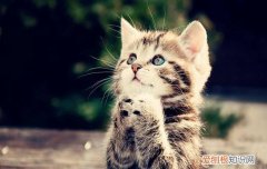 小奶猫吃什么猫粮 小奶猫吃什么猫粮好