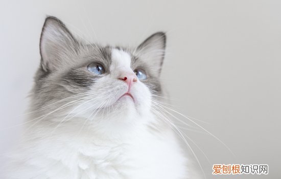 布偶一窝能生几只小猫，布偶一窝能生几只小猫崽