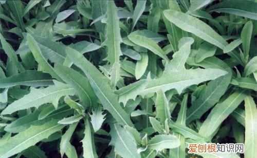 苦荬菜种植 苦菜种植方法和技术要点有哪些