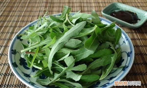 苦荬菜种植 苦菜种植方法和技术要点有哪些