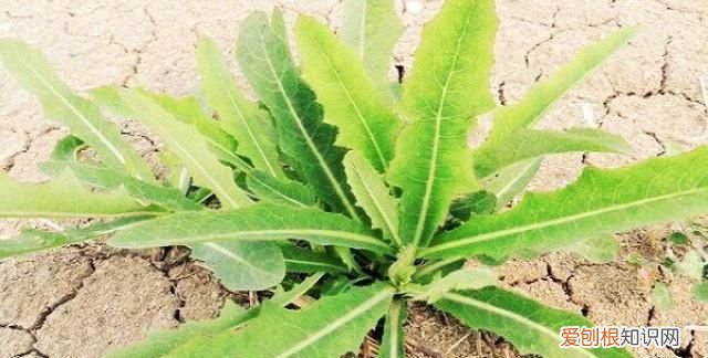 苦荬菜种植 苦菜种植方法和技术要点有哪些