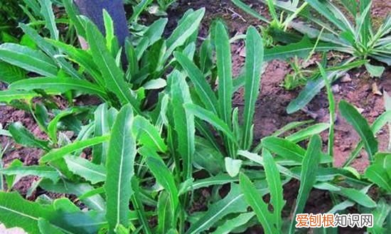 苦荬菜种植 苦菜种植方法和技术要点有哪些