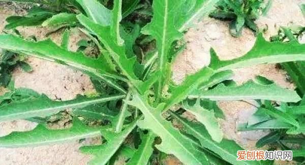 苦荬菜种植 苦菜种植方法和技术要点有哪些