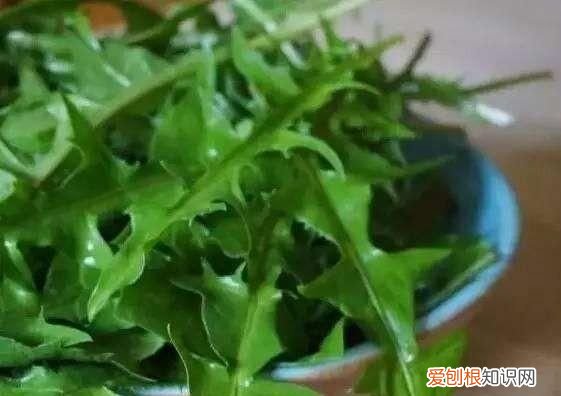 苦荬菜种植 苦菜种植方法和技术要点有哪些