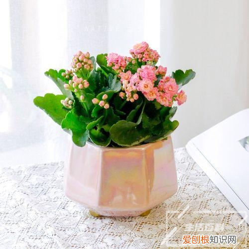 凤梨怎么种植盆栽 凤梨的养殖方法和注意事项视频