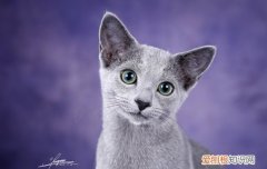 蓝猫多久发腮 蓝猫发腮期是几个月