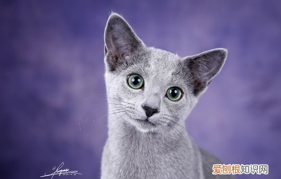 蓝猫多久发腮 蓝猫发腮期是几个月