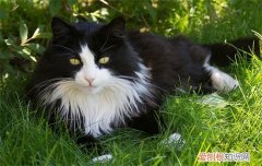猫瞳孔放大是怎么回事 猫瞳孔放大的原因