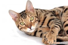 怀孕的猫一直叫是为什么，怀孕的猫为啥一直叫