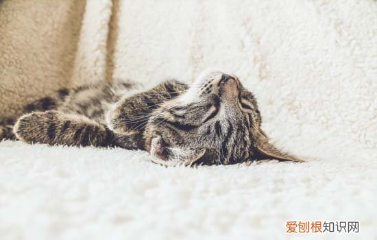 猫咪产房怎么布置,猫咪产房怎么布置 光线