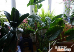 茶花花苞长什么样子图片欣赏 茶花花苞长什么样子图片大全