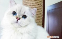 为什么金吉拉养不胖 金吉拉养不胖的原因