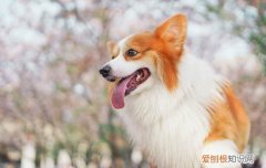 约克夏不听话能打吗，约克夏不听话怎么办