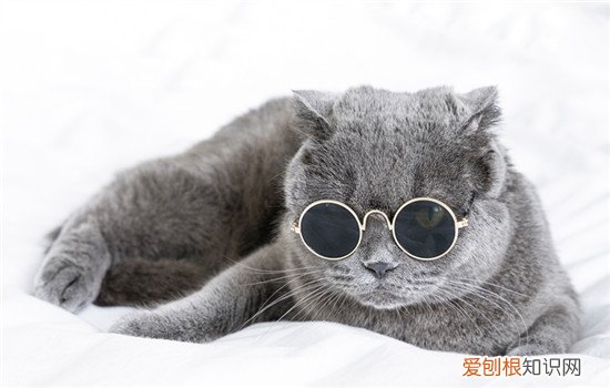 蓝猫生小猫需要接生吗，蓝猫生猫时如何接生