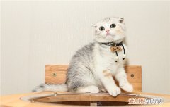 猫胎盘没出来怎么办，猫胎盘出来是不是就没有了